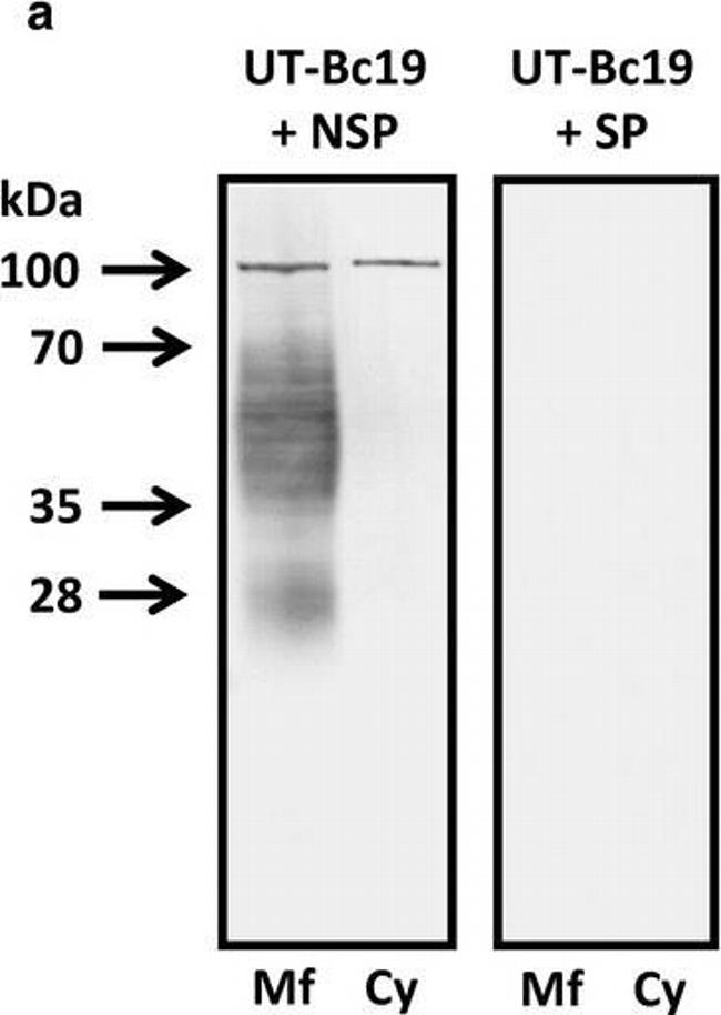 Mouse IgG (H+L) Secondary Antibody in Western Blot (WB)