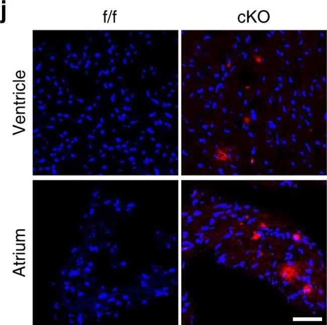 Goat IgG (H+L) Secondary Antibody in Immunohistochemistry (IHC)