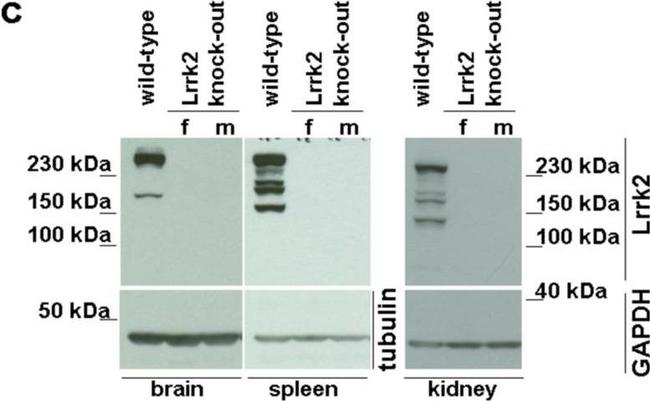 Sheep IgG (H+L) Secondary Antibody in Western Blot (WB)