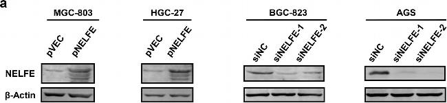 Mouse IgG (H+L) Secondary Antibody in Western Blot (WB)