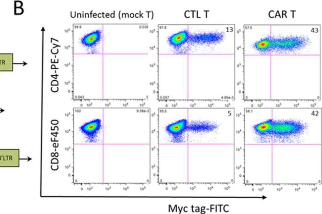 Human IgG Fc Secondary Antibody in Flow Cytometry (Flow)