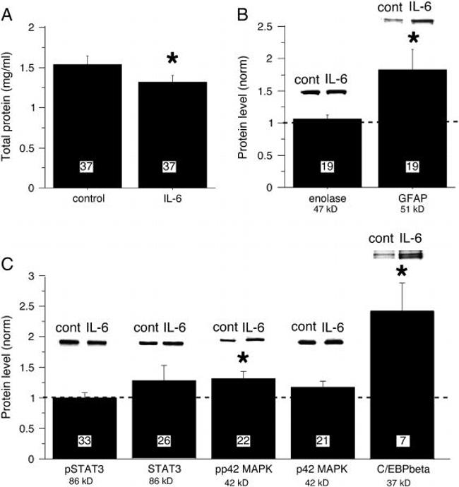 ERK1/ERK2 Antibody in Western Blot (WB)