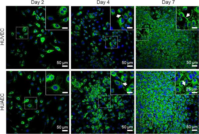 Rabbit IgG (H+L) Highly Cross-Adsorbed Secondary Antibody in Immunocytochemistry (ICC/IF)