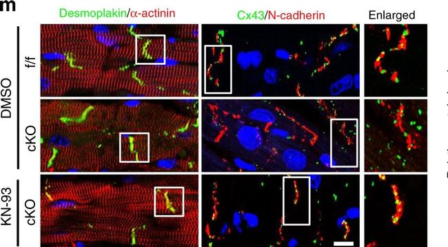 Goat IgG (H+L) Secondary Antibody in Immunohistochemistry (IHC)