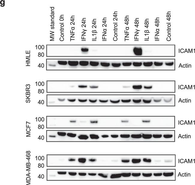 Rabbit IgG (H+L) Secondary Antibody in Western Blot (WB)