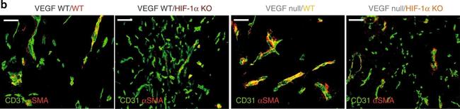 Rabbit IgG (H+L) Cross-Adsorbed Secondary Antibody in Immunohistochemistry (Paraffin) (IHC (P))