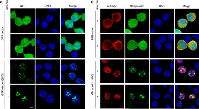 Mouse IgG (H+L) Cross-Adsorbed Secondary Antibody in Immunocytochemistry (ICC/IF)