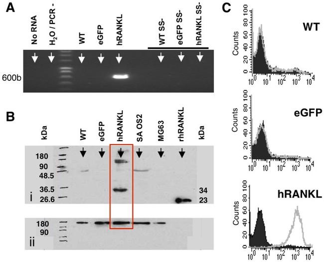 CD254 (RANK Ligand) Antibody in Flow Cytometry (Flow)