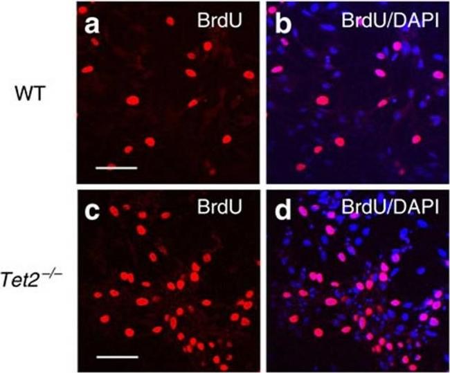 Mouse IgG (H+L) Cross-Adsorbed Secondary Antibody in Immunocytochemistry (ICC/IF)