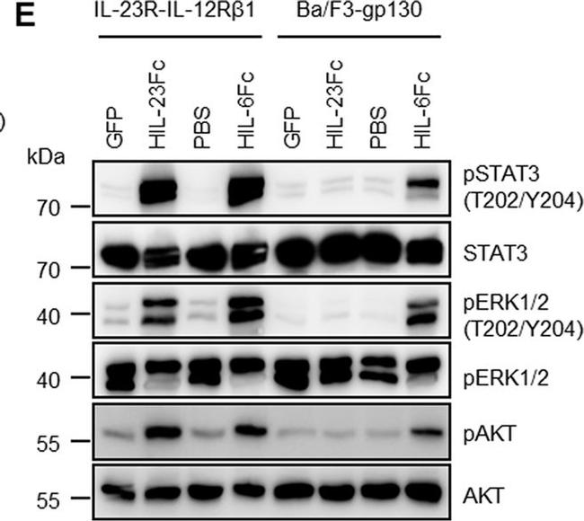 Rabbit IgG (H+L) Cross-Adsorbed Secondary Antibody in Western Blot (WB)