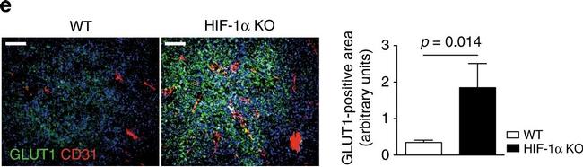 Rabbit IgG (H+L) Cross-Adsorbed Secondary Antibody in Immunohistochemistry (Paraffin) (IHC (P))