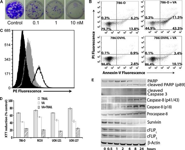 CD262 (DR5) Antibody in Flow Cytometry (Flow)