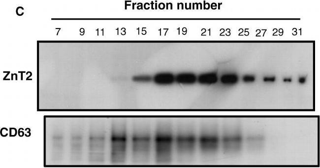 Mouse IgG (H+L) Secondary Antibody in Western Blot (WB)