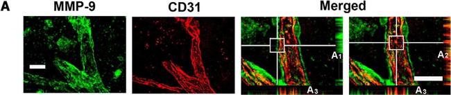 Rat IgG (H+L) Cross-Adsorbed Secondary Antibody in Immunohistochemistry (Frozen) (IHC (F))