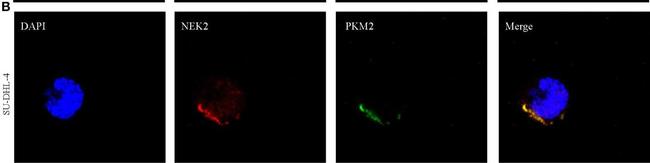 Mouse IgG (H+L) Cross-Adsorbed Secondary Antibody in Immunocytochemistry (ICC/IF)