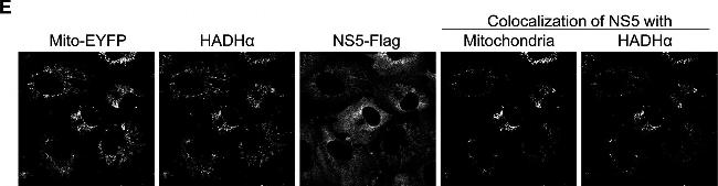 Rabbit IgG (H+L) Highly Cross-Adsorbed Secondary Antibody in Immunocytochemistry (ICC/IF)