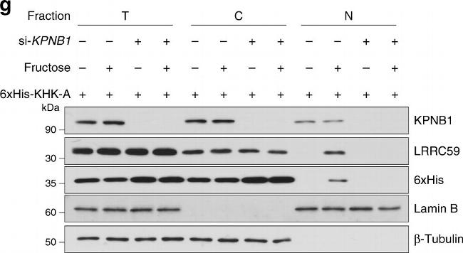 Rabbit IgG (H+L) Cross-Adsorbed Secondary Antibody in Western Blot (WB)