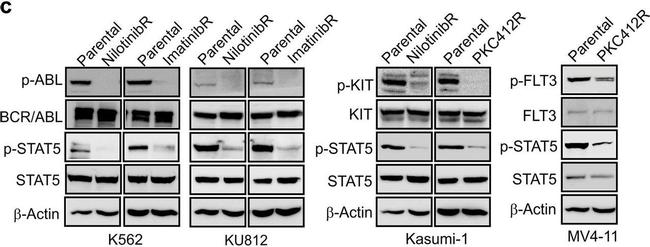 Goat IgG (H+L) Secondary Antibody in Western Blot (WB)