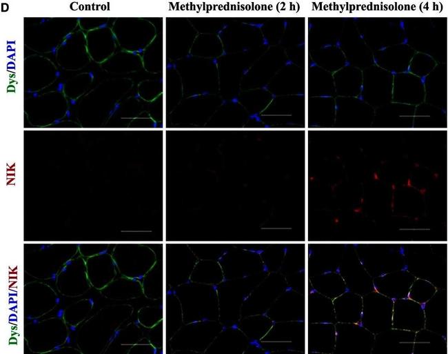 Rabbit IgG (H+L) Highly Cross-Adsorbed Secondary Antibody in Immunohistochemistry (IHC)