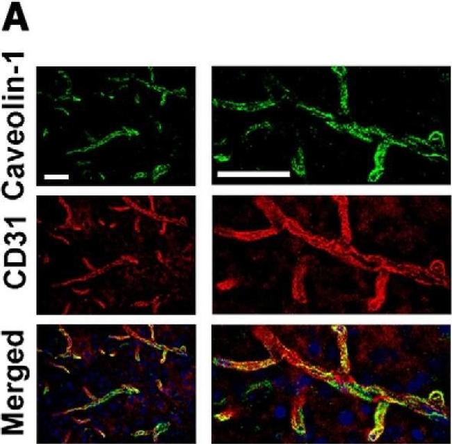 Rat IgG (H+L) Cross-Adsorbed Secondary Antibody in Immunohistochemistry (Frozen) (IHC (F))