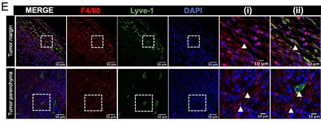 Rat IgG (H+L) Highly Cross-Adsorbed Secondary Antibody in Immunohistochemistry (IHC)