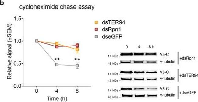 Mouse IgG (H+L) Cross-Adsorbed Secondary Antibody in Western Blot (WB)