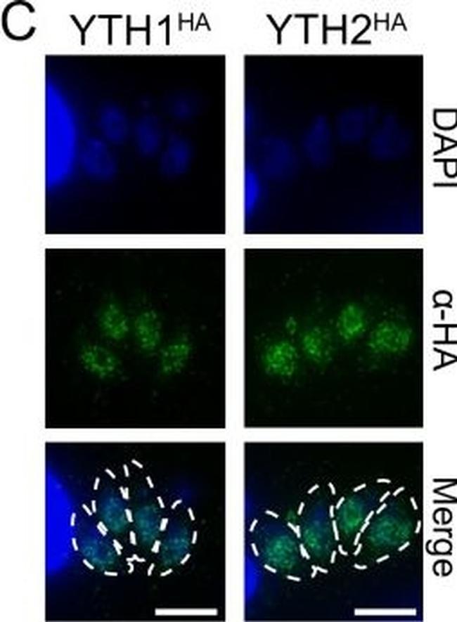 Rat IgG (H+L) Cross-Adsorbed Secondary Antibody in Immunocytochemistry (ICC/IF)