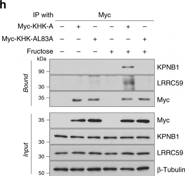 Rabbit IgG (H+L) Cross-Adsorbed Secondary Antibody in Western Blot (WB)