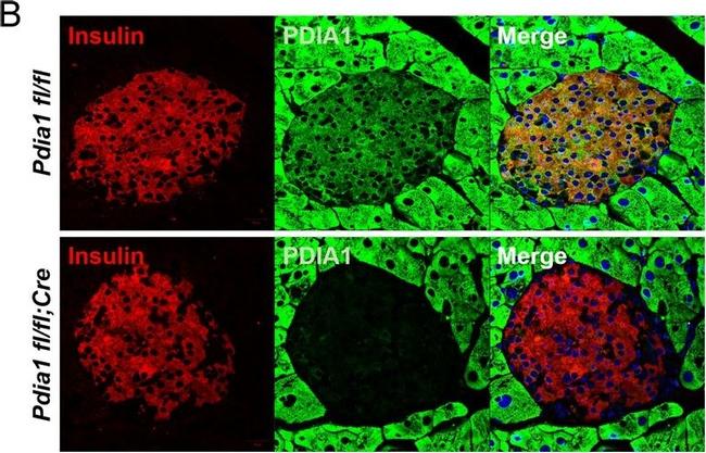 Guinea Pig IgG (H+L) Highly Cross-Adsorbed Secondary Antibody in Immunohistochemistry (Paraffin) (IHC (P))