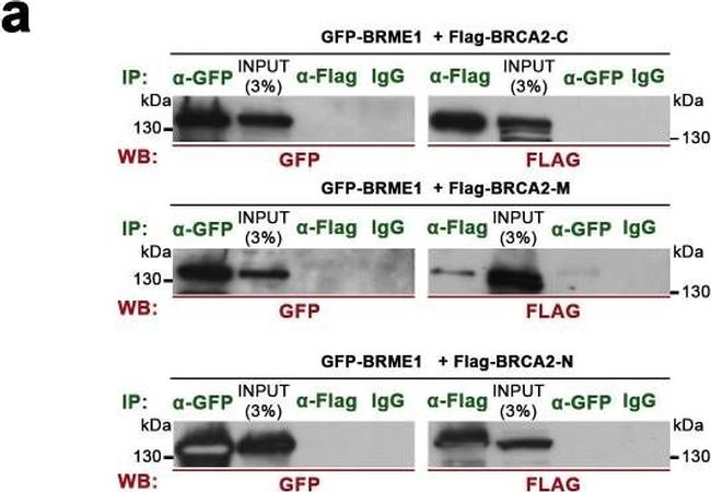 Mouse IgG (H+L) Secondary Antibody in Western Blot (WB)