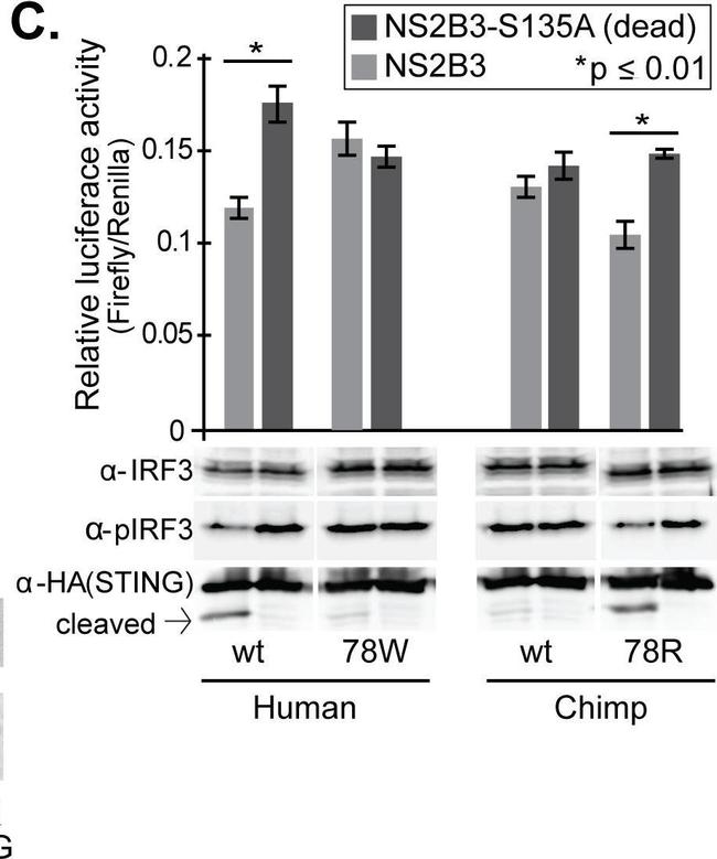 Mouse IgG (H+L) Secondary Antibody in Western Blot (WB)