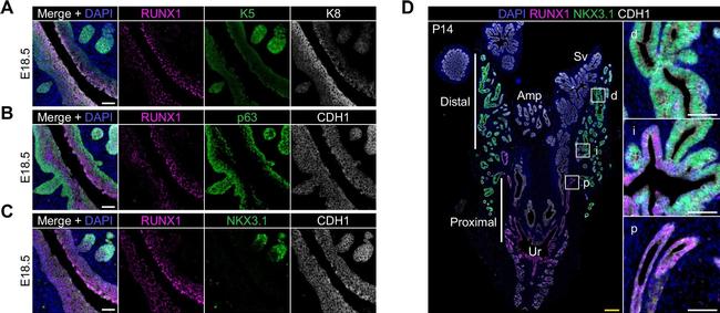 Goat IgG (H+L) Cross-Adsorbed Secondary Antibody in Immunohistochemistry (Paraffin) (IHC (P))