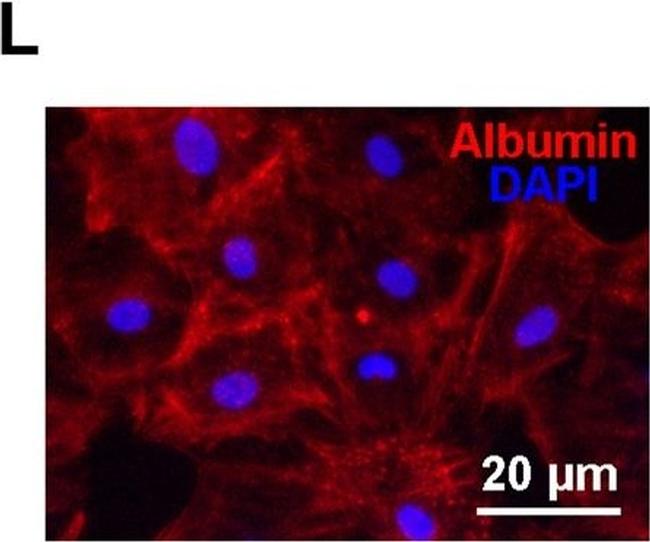 Rabbit IgG (H+L) Cross-Adsorbed Secondary Antibody in Immunocytochemistry (ICC/IF)