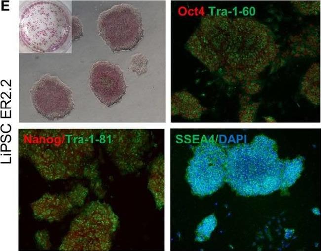 Mouse IgG (H+L) Cross-Adsorbed Secondary Antibody in Immunocytochemistry (ICC/IF)