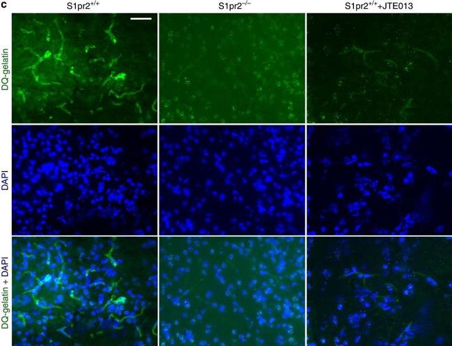 Rat IgG (H+L) Cross-Adsorbed Secondary Antibody in Immunocytochemistry (ICC/IF)