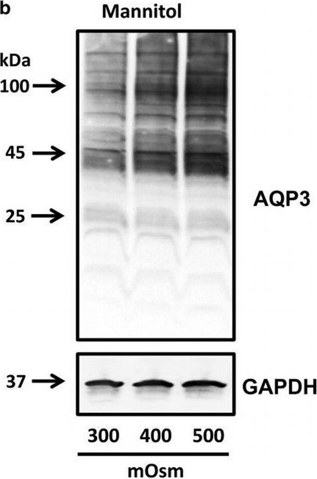 Mouse IgG (H+L) Secondary Antibody in Western Blot (WB)