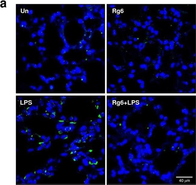 Mouse IgG (H+L) Highly Cross-Adsorbed Secondary Antibody in Immunohistochemistry (Paraffin) (IHC (P))