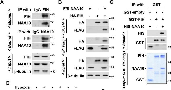 Mouse IgG (H+L) Cross-Adsorbed Secondary Antibody in Western Blot (WB)