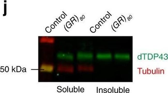 Rabbit IgG (H+L) Secondary Antibody in Western Blot (WB)