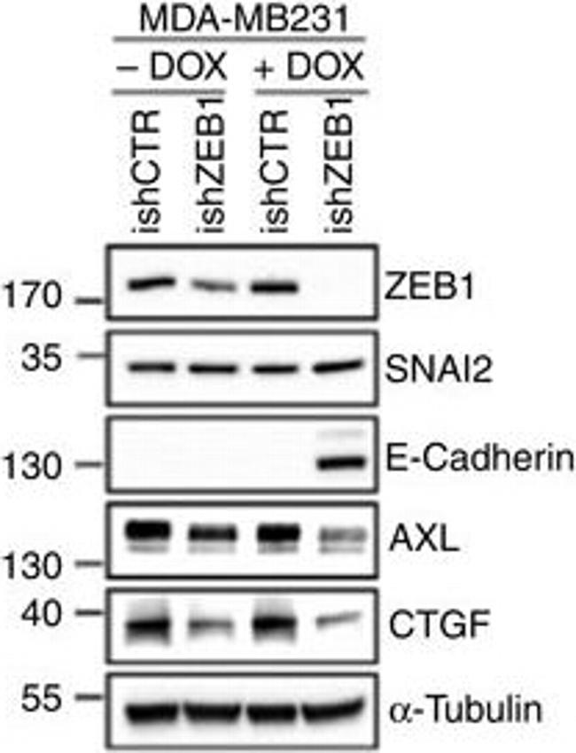 Mouse IgG (H+L) Secondary Antibody in Western Blot (WB)