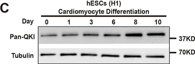 Mouse IgG (H+L) Cross-Adsorbed Secondary Antibody in Western Blot (WB)