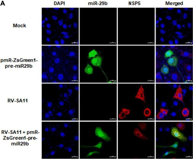 Mouse IgG (H+L) Secondary Antibody in Immunocytochemistry (ICC/IF)