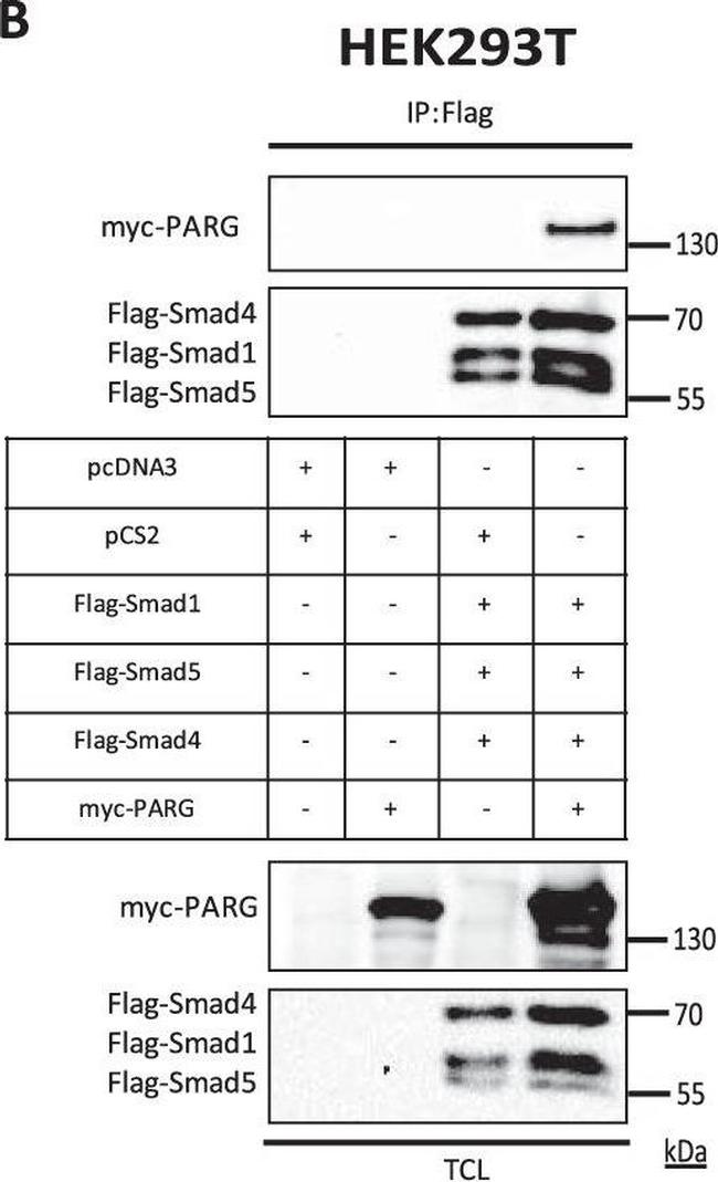 Mouse IgG (H+L) Secondary Antibody in Western Blot (WB)