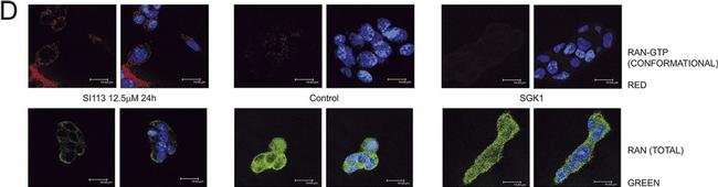 Mouse IgG (H+L) Cross-Adsorbed Secondary Antibody in Immunocytochemistry (ICC/IF)