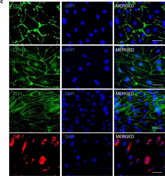 Mouse IgG (H+L) Cross-Adsorbed Secondary Antibody in Immunocytochemistry (ICC/IF)