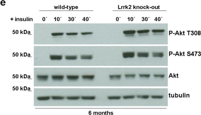 Sheep IgG (H+L) Secondary Antibody in Western Blot (WB)