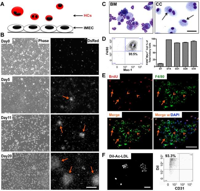 CD31 (PECAM-1) Antibody in Flow Cytometry (Flow)