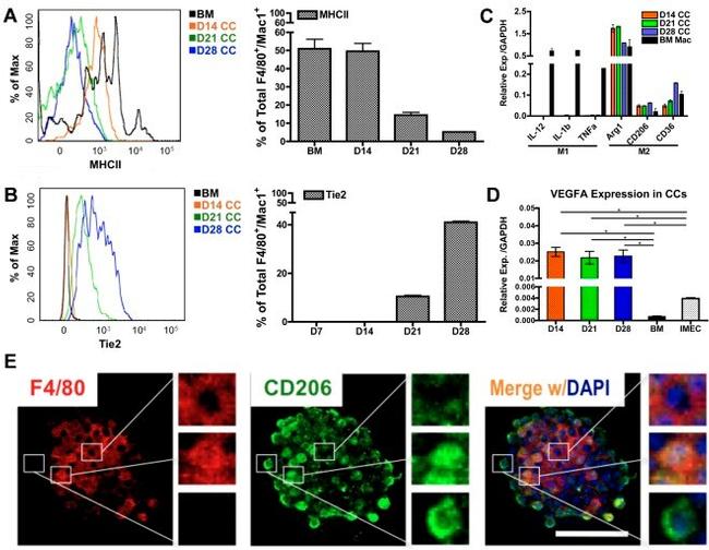 MHC Class II (I-A/I-E) Antibody in Flow Cytometry (Flow)