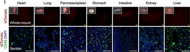 Rat IgG (H+L) Highly Cross-Adsorbed Secondary Antibody in Immunohistochemistry (PFA fixed) (IHC (PFA))