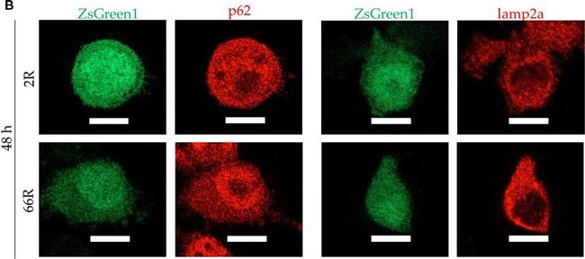 Mouse IgG (H+L) Cross-Adsorbed Secondary Antibody in Immunocytochemistry (ICC/IF)